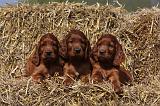 SETTER IRLANDAIS 122